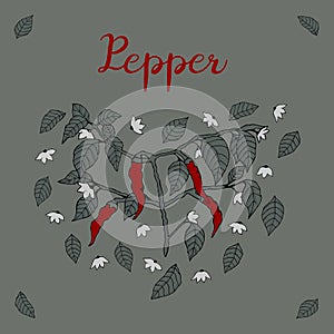 A branch of chili pepper, painted with four red peppers, flowers and leaves with shadows and the inscription `Pepper` on a gray-