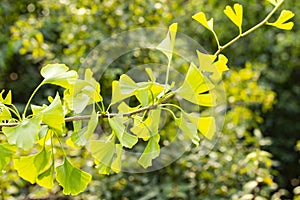 A branch of a Chinese ginkgo biloba tree. maidenhair tree autumn, sunny day