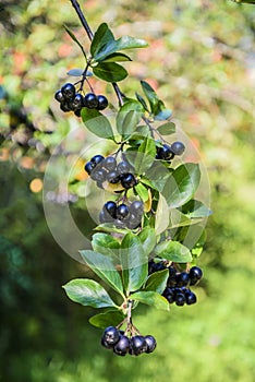 A branch of chokeberry or aronia lat. ArÃÂ³nia melanocÃÂ¡rpa with fruits in the early morning in late summer. photo