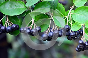 Branch with chokeberry berries on the bush