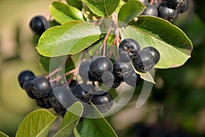 Branch with chokeberry berries on the bush in the garden close-up.