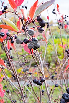A branch of chokeberry hangs on a tree, selective focus