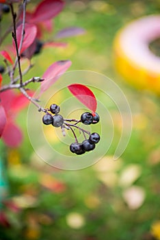 A branch of chokeberry hangs on a tree, selective focus