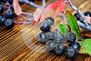 A branch of chokeberry with leaves and clusters of berries lies on a wooden counter during a farmer`s fair. New crop. Close-up.