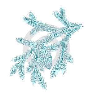 Branch christmas blue tree with snow. Conifer spruce. Frosty winter. New year fir-tree postcard. Hand drawn contour