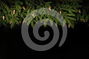 Branch of Christmas tree on black background