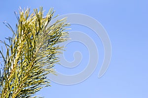 Branch of a Christmas tree on blue background