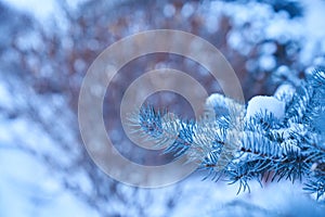 The branch of Christmas tree in close-up. Blue spruce in the snow in the park in winter. Copy space