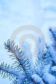 The branch of Christmas tree in close-up. Blue spruce in the snow in the park in winter. Copy space