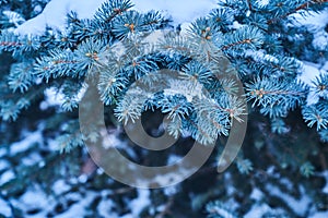 The branch of Christmas tree in close-up. Blue spruce in the snow in the park in winter. Copy space