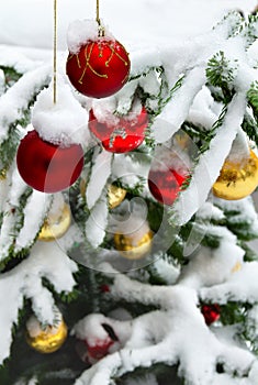 Branch of christmas tree with of hanging red christmas balls covered snow on a blur snowy christmas tree background