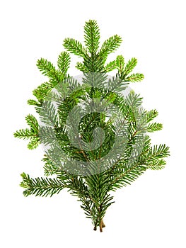 Branch of christmas tree isolated on white background. Pine sprig