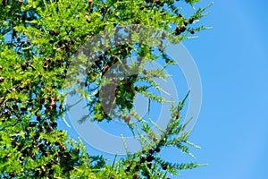 A branch of a Christmas tree with needles and small cones in the summer against the blue sky