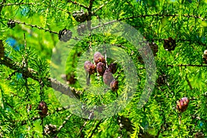 A branch of a Christmas tree with needles and small cones in summer  on a sunny day