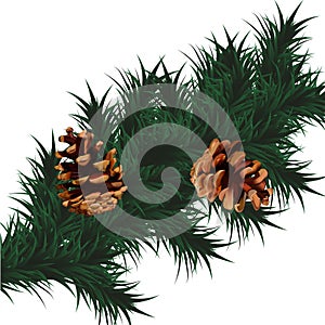 Branch of Christmas tree, pine cones