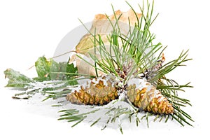 Branch of Christmas tree and pine cones covered with snow on isolated background