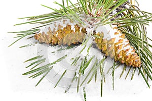 Branch of Christmas tree and pine cones covered with snow on isolated background