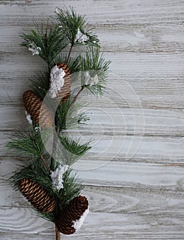 Branch from a Christmas tree with pine cones snow.