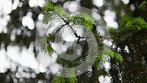 A branch of a Christmas tree sways in the wind. Spruce branch close-up