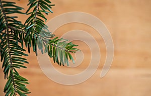 Branch christmas tree on wood background