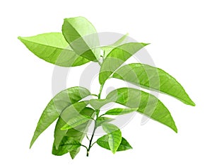 Branch of citrus-tree with green leaf