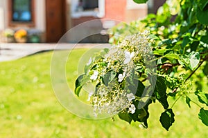 Branch of Climbing Hydrangea