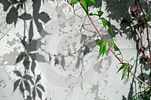 Branch of climbing plant with its shadows