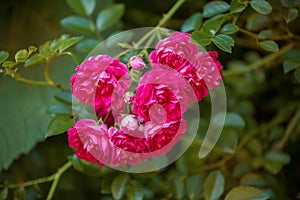 Branch of climbing red rose