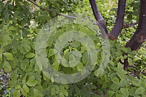 Acer griseum close up