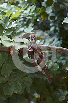 Branch with fruit of Ceratonia siliqua tree