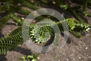 Monkey puzzle tree