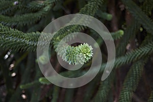 Monkey puzzle tree