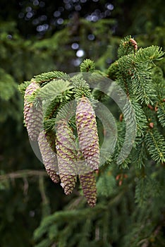 Picea abies branch close up