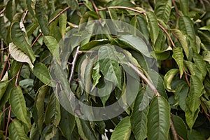 Prunus subhirtella branches photo