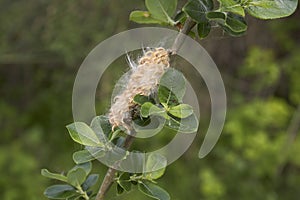 branch close up of Salix caprea shrub