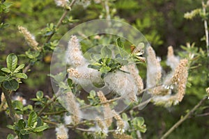 branch close up of Salix caprea shrub