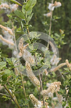branch close up of Salix caprea shrub