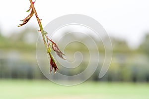 Branch with cobwebs and water drops