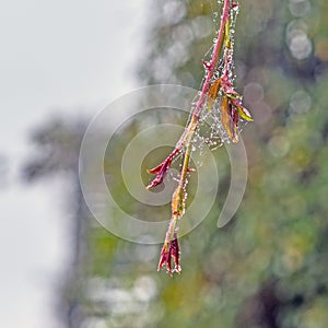 Branch with cobwebs and water drops