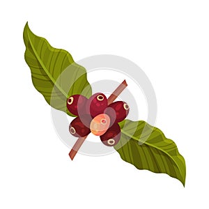 Branch of Coffea Plant with Ripe Edible Fruits and Green Leaves Vector Illustration
