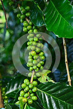 Branch of coffee beans on coffee tree