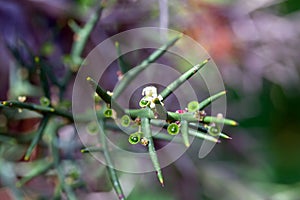 Branch of a Colletia spinosissima shrub
