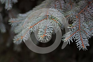 Branch of Colorado blue spruce on the dark background. White spruce, green spruce. Picea pungens. Pine family.