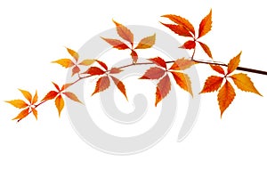 Branch of colorful autumn leaves isolated on a white background. Virginia creeper