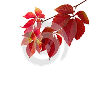 Branch of colorful autumn leaves isolated on a white background. Virginia creeper
