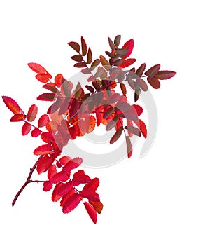 Branch with colorful autumn leaves Rose isolated on white. Selective focus