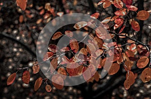 Branch with colorful leaves in Autumn.