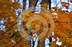 Branch with colorful maple leaves