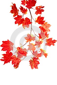 Branch of colorful red fall leaves