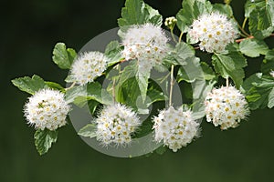 Branch of common ninebark Physocarpus opulifolius plant with white flowers